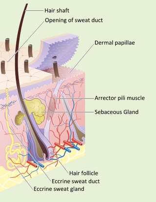 Illustration for article titled You probably don't know how many holes are in your body right now
